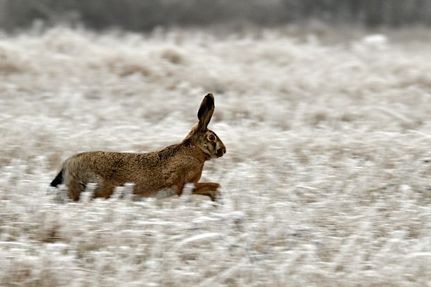 zajac poľný  Lepus europaeus