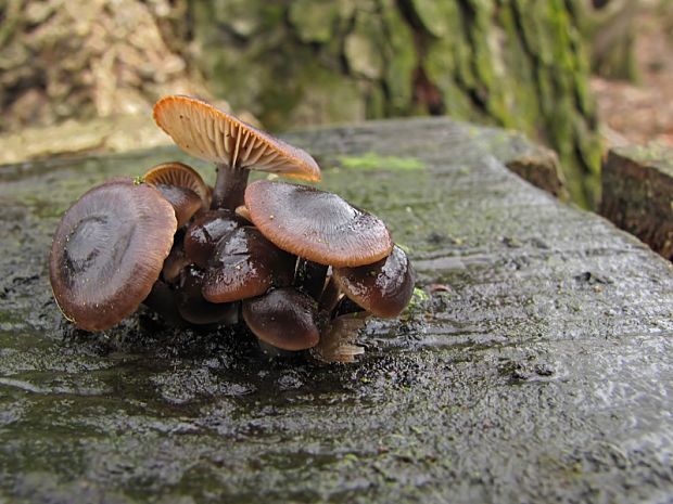 prilbička hnedosivá Mycena tintinnabulum (Paulet) Quél.