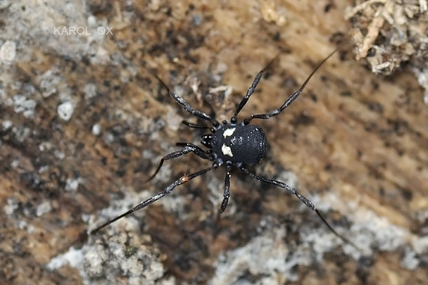 nemastóma striebristá  Nemastoma lugubre