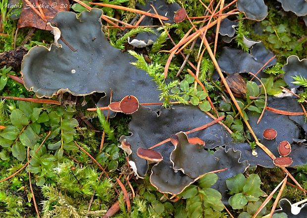 štítnatec vodorovný Peltigera horizontalis (Huds.) Baumg.