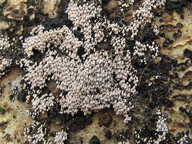 trúbeľka topoľová Phaeosolenia densa (Berk.) W.B. Cooke