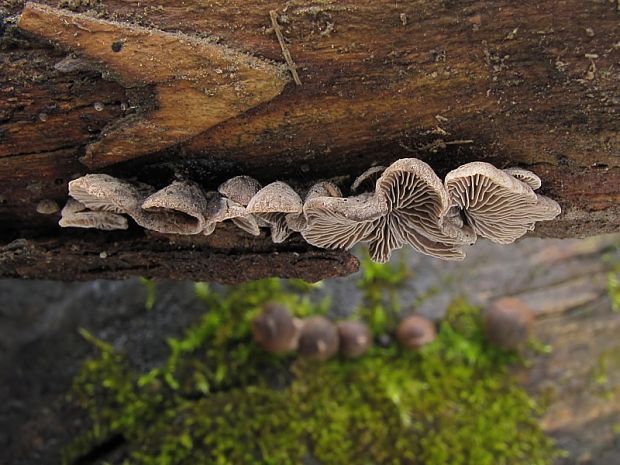 lastúrnik prirastený Resupinatus applicatus (Batsch) Gray