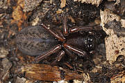 amaurobiidae - cedivkovité