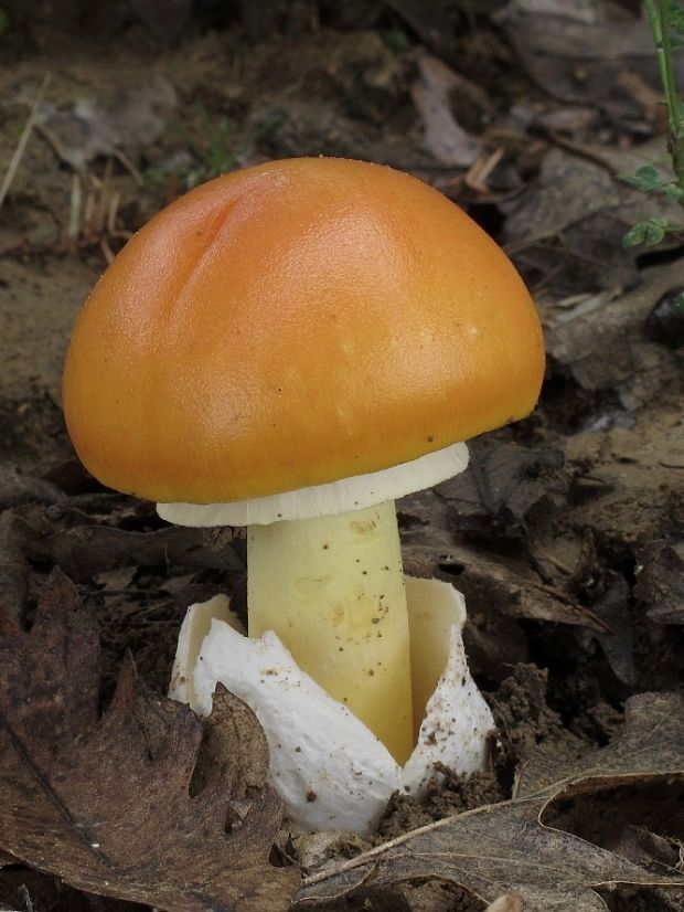 muchotrávka cisárska Amanita caesarea (Scop.) Pers.