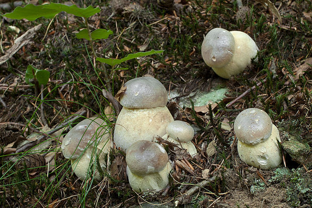 hríb smrekový Boletus edulis Bull.