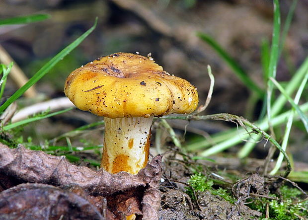 kuriatko hrdzavejúce Cantharellus ferruginascens P.D. Orton