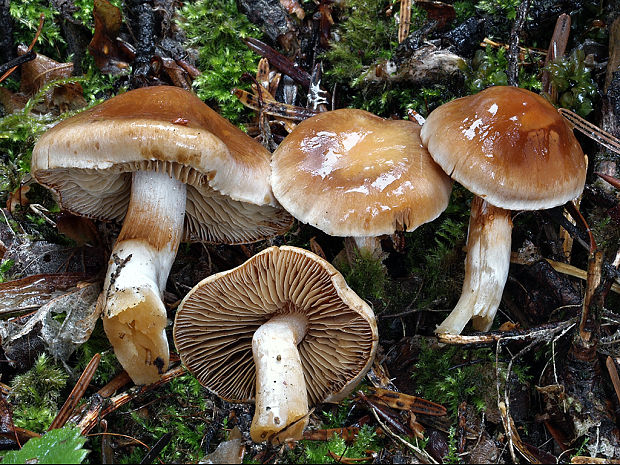 pavučinovec dažďomilný Cortinarius pluviorum (Jul. Schäff.) M.M. Moser