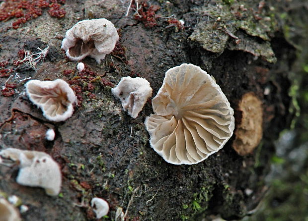 pahliva Crepidotus sp.