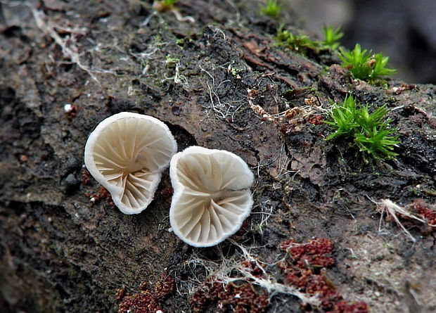 pahliva Crepidotus sp.