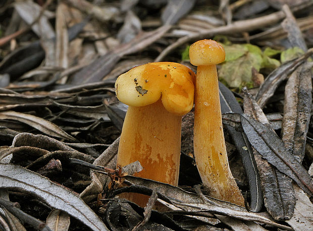 plamienka zimná dlhospóra Flammulina elastica (Lasch) Redhead & R.H. Petersen