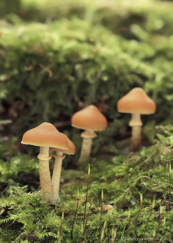 kapucňovka okrovohnedastá Galerina marginata (Batsch) Kühner