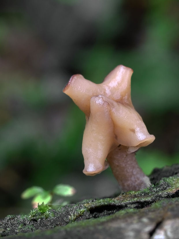 ušiak mitrovitý Gyromitra infula (Schaeff.) Quél.