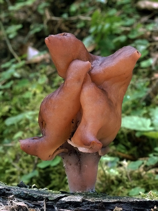 ušiak mitrovitý Gyromitra infula (Schaeff.) Quél.