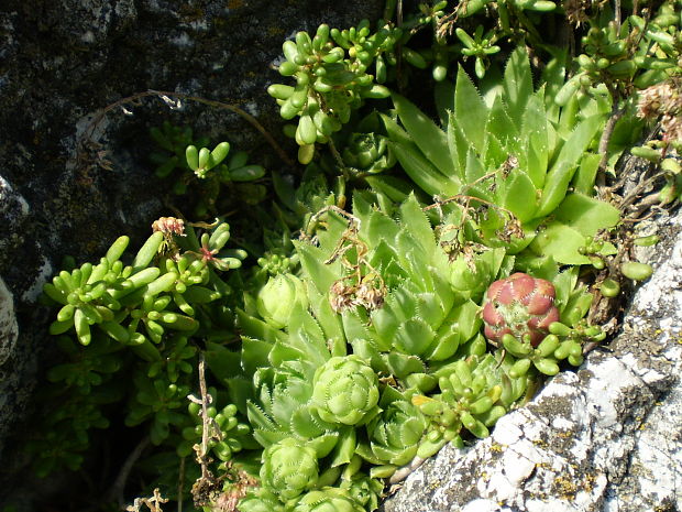 skalná ruža Jovibarba globifera (L.) J. Parn.