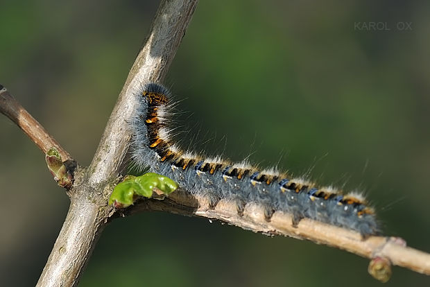 priadkovec dubový Lasiocampa quercus