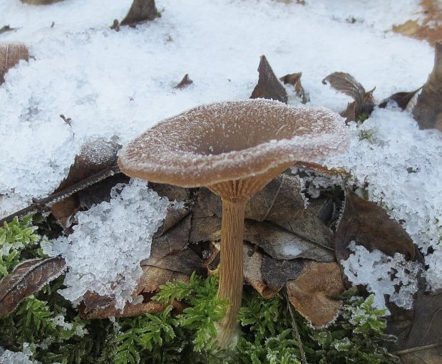 strmulica čiaškovitá Pseudoclitocybe cyathiformis (Bull.) Singer