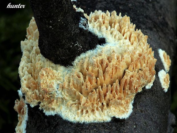 struháčik blanitý Radulomyces molaris (Chaillet ex Fr.) M.P. Christ.