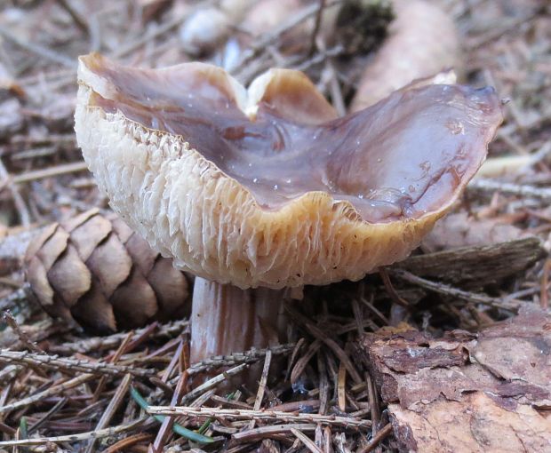 peniazovka maslová Rhodocollybia butyracea (Bull.) Lennox