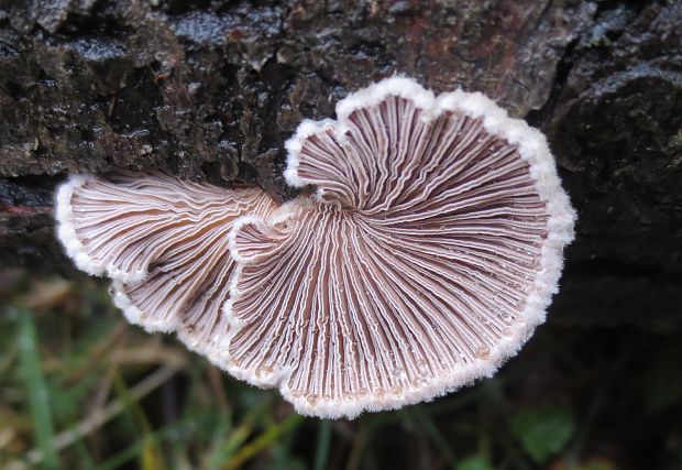 klanolupeňovka obyčajná Schizophyllum commune Fr.