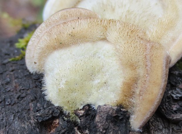 trúdnikovec chlpatý Trametes hirsuta (Wulfen) Lloyd