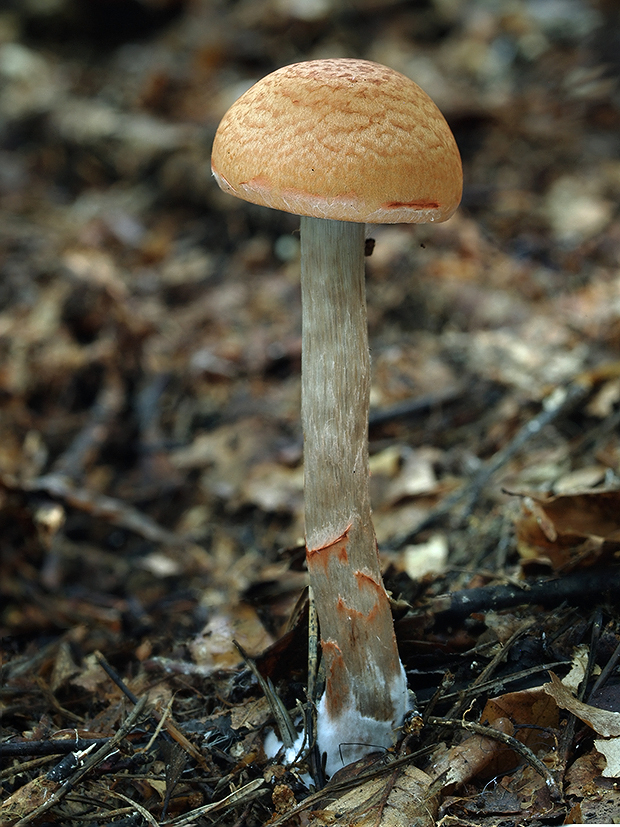 pavučinovec červenopásový Cortinarius armillatus (Fr.) Fr.