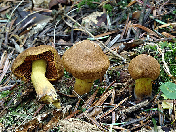 pavučinovec škoricový Cortinarius cinnamomeus (L.) Fr.