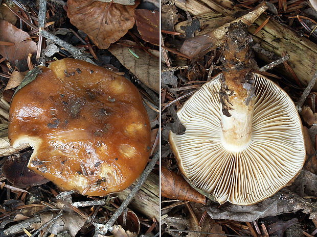 pavučinovec plavooranžový Cortinarius collinitus (Pers.) Fr.