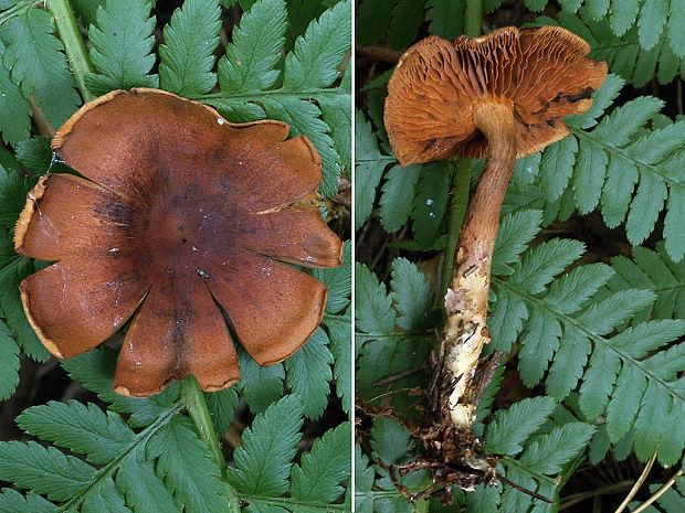 pavučinovec ohňový Cortinarius fervidus P.D. Orton