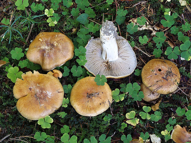 pavučinovec premenlivý Cortinarius glaucopus (Schaeff.) Fr.