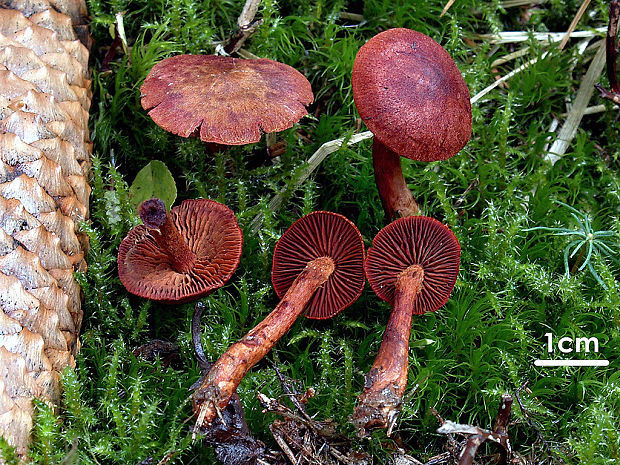 pavučinovec krvavý Cortinarius sanguineus (Wulfen) Fr.