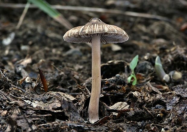 vláknica hviezdicovovýtrusná Inocybe asterospora Quél.