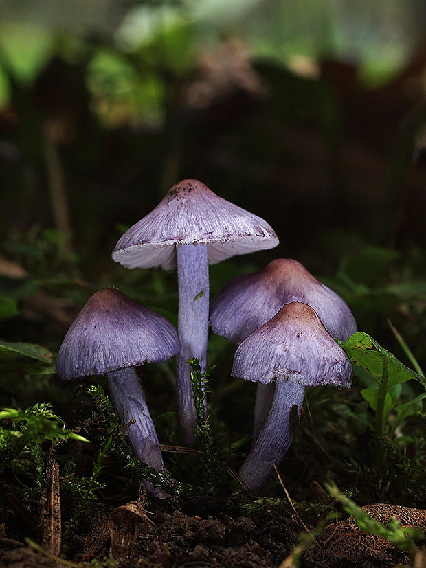 vláknica hlinovolupeňová Inocybe geophylla (Bull.) P. Kumm.