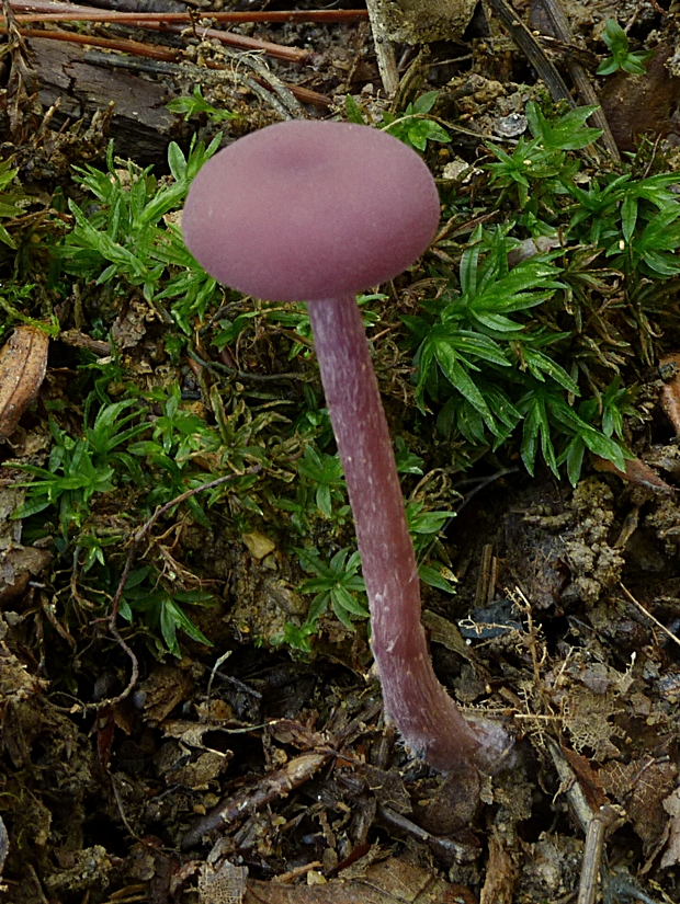 lakovka ametystová Laccaria amethystina (Huds.) Cooke