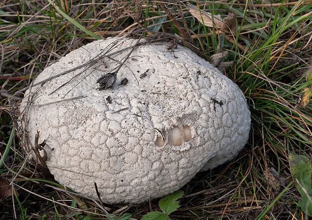 rozpadavec dlabaný Lycoperdon utriforme Bull.