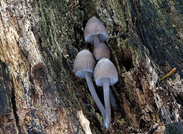 prilbička mliečna temná Mycena galopus var. nigra Rea,