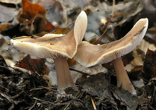 peniazovka maslová Rhodocollybia butyracea (Bull.) Lennox