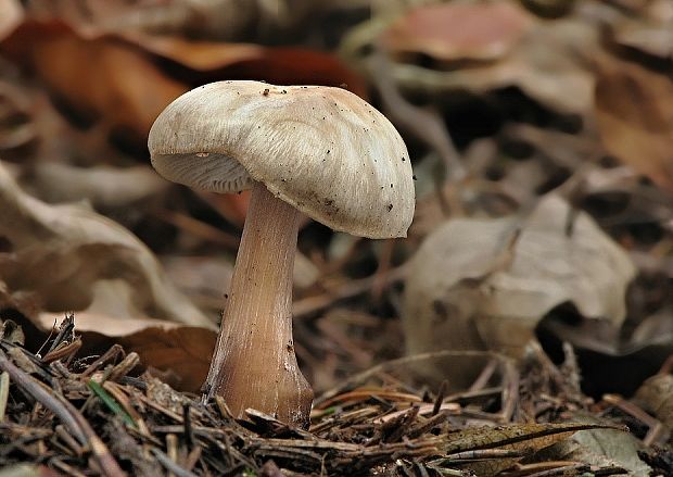 peniazovka maslová Rhodocollybia butyracea (Bull.) Lennox