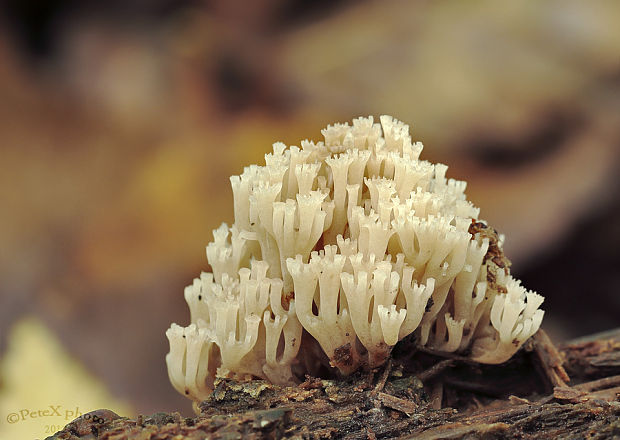 korunovec svietnikovitý Artomyces pyxidatus (Pers.) Jülich