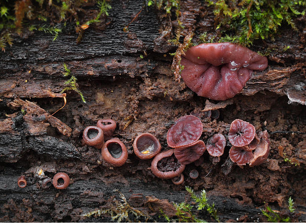 vrtidlovka Ascocoryne sp.