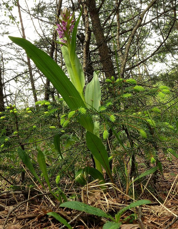 prstnatec pleťový - vstavačovec strmolistý Dactylorhiza incarnata subsp. incarnata  (L.) Soó