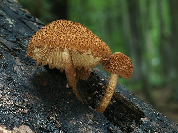 flamulaster ovešaný Flammulaster muricatus (Fr.) Watling