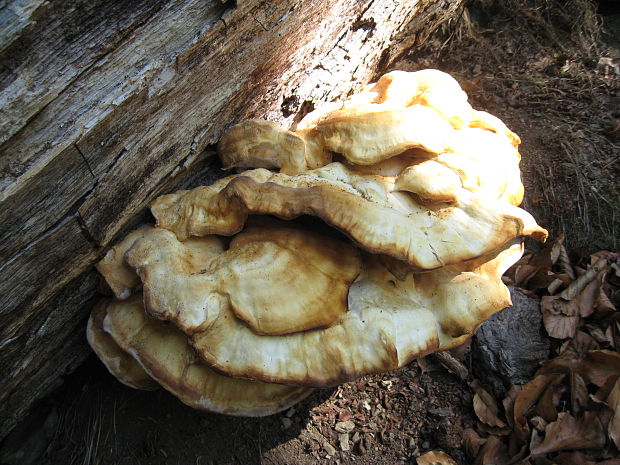 sírovec obyčajný Laetiporus sulphureus (Bull.) Murrill