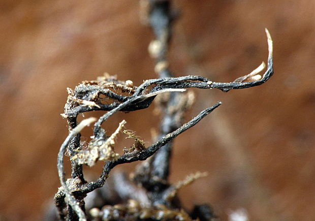 drevnatec bukový Xylaria carpophila (Pers.) Fr.