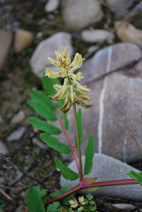 kozinec sladkolistý Astragalus glycyphyllos L.