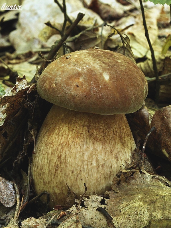 hríb dubový Boletus reticulatus Schaeff.