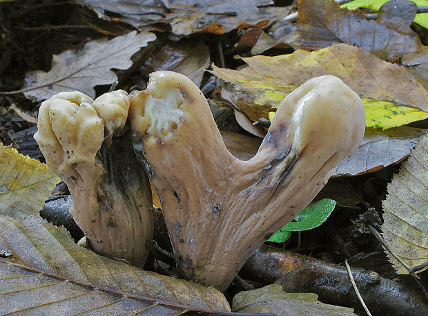 kyjak obrovský Clavariadelphus pistillaris (Fr.) Donk