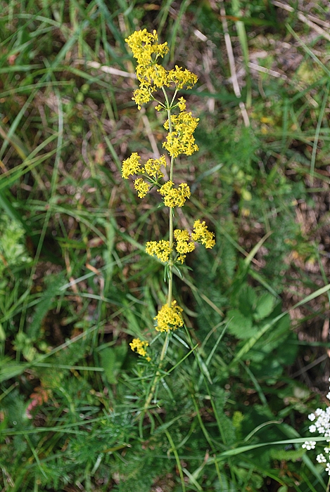 lipkavec syridlový Galium verum L.