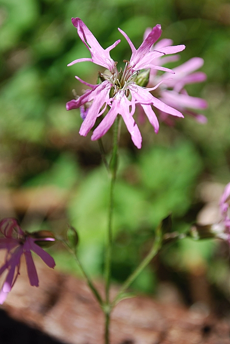 kukučka lúčna Lychnis flos-cuculi L.