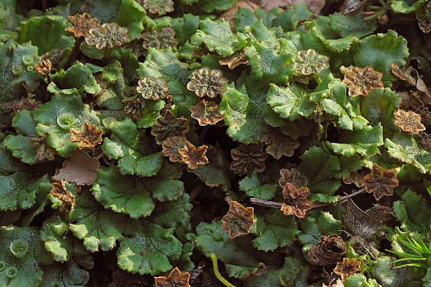 porastnica  Marchantia polymorpha