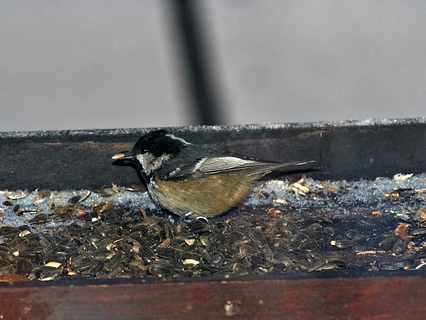 sýkorka uhliarka Parus ater